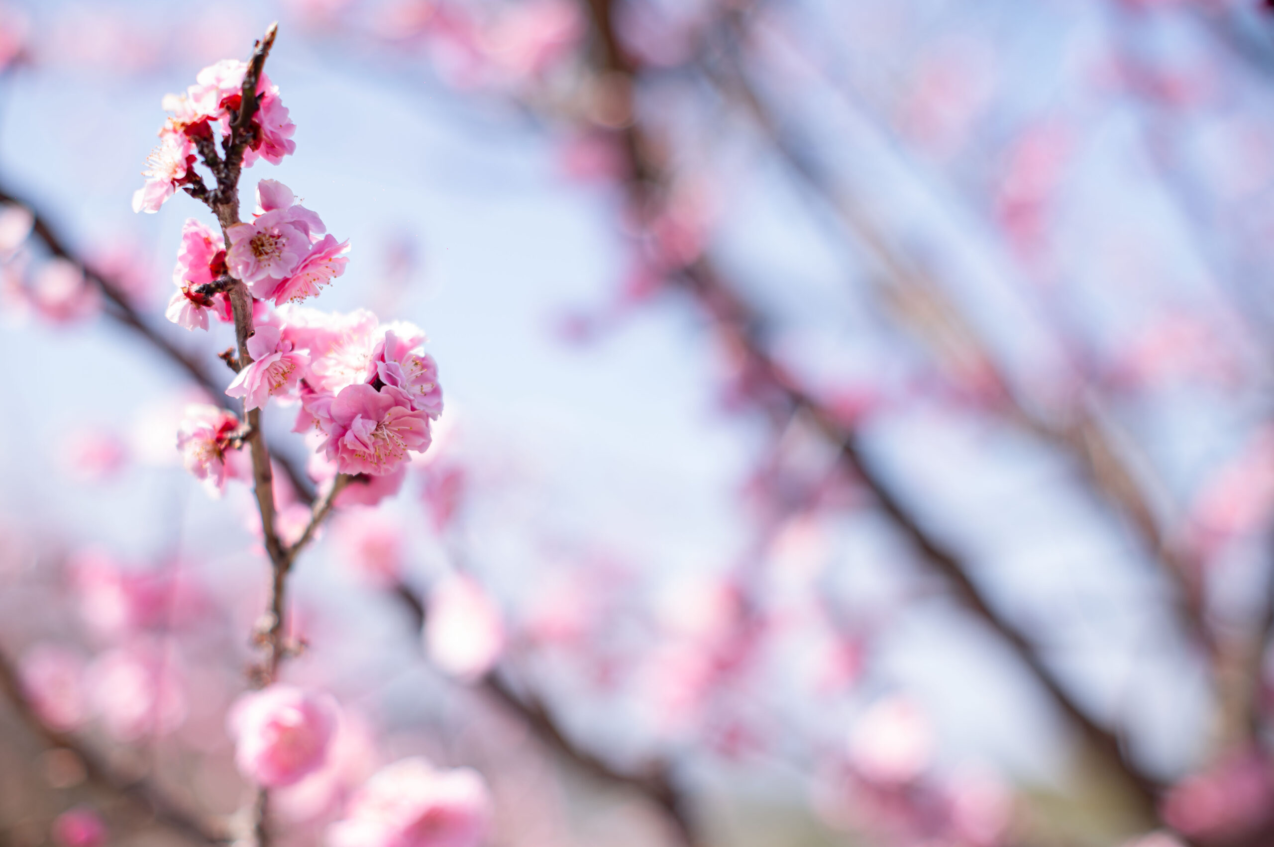 梅の花