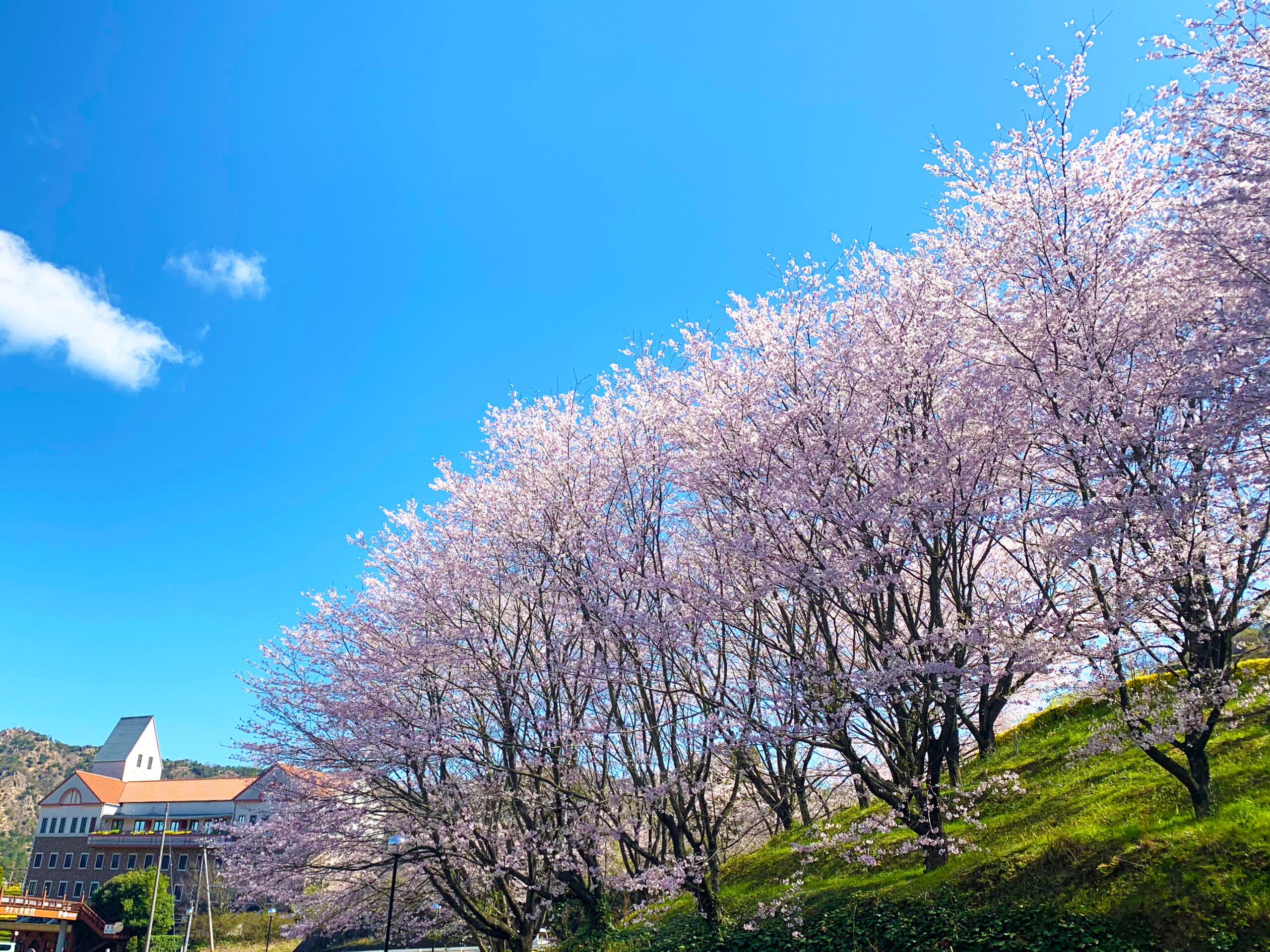 桜